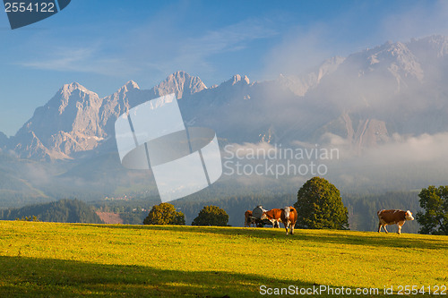 Image of On pasture in the morning mist