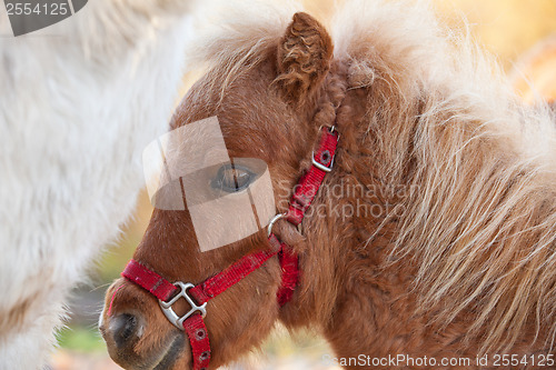 Image of Detail of brawn young horse