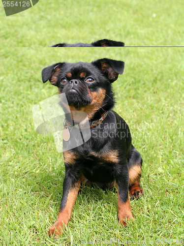 Image of Black Petit Brabancon dog