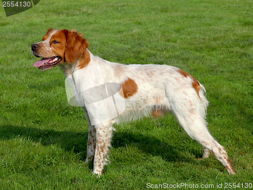Image of Typical spotted Brittany Spaniel dog