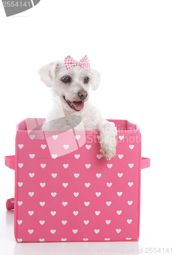 Image of Cute little dog in a pink and white love heart box