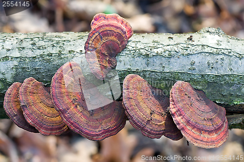 Image of Mushrooms on a tree.