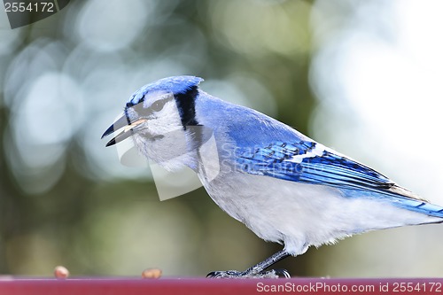 Image of Blue jay bird