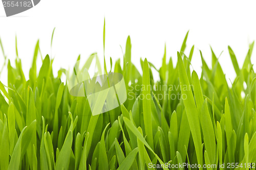 Image of Green grass blades border