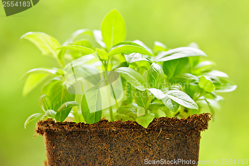 Image of Green sweet basil plant