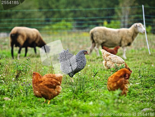 Image of Chickens and sheep grazing on organic farm