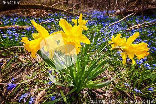 Image of Spring wildflowers