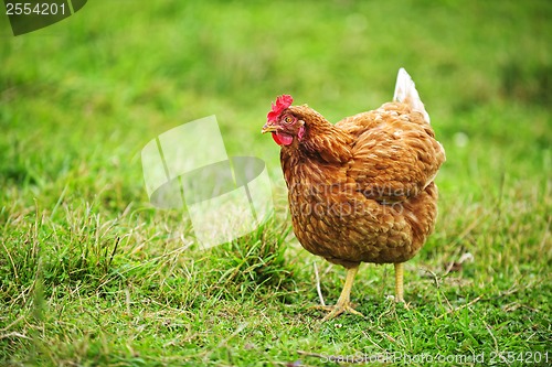 Image of Rhode Island Red Chicken