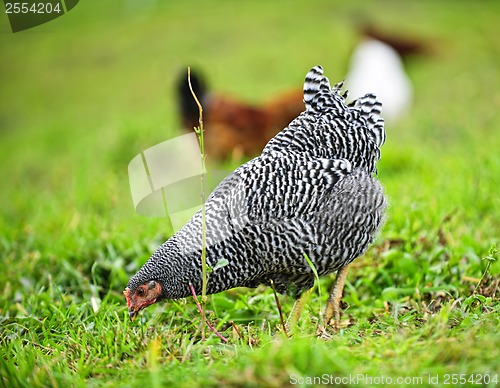 Image of Chickens feeding on green grass