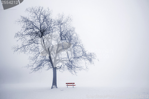 Image of Winter tree in fog