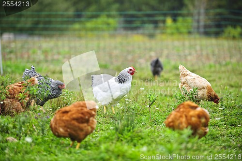 Image of Free range chickens on farm