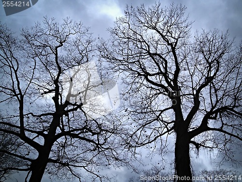 Image of Leafless trees against evening sky