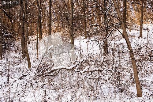 Image of Winter forest