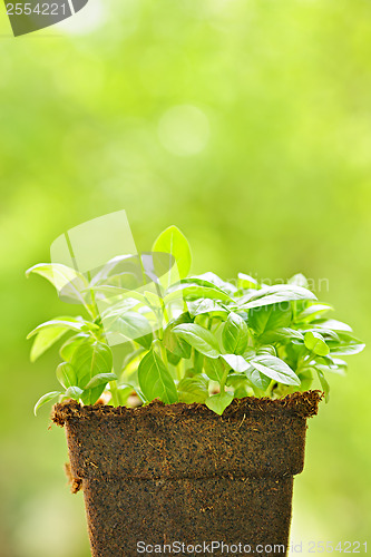 Image of Green sweet basil plant