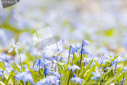 Image of Spring blue flowers glory-of-the-snow