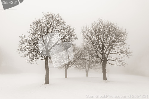 Image of Winter trees in fog