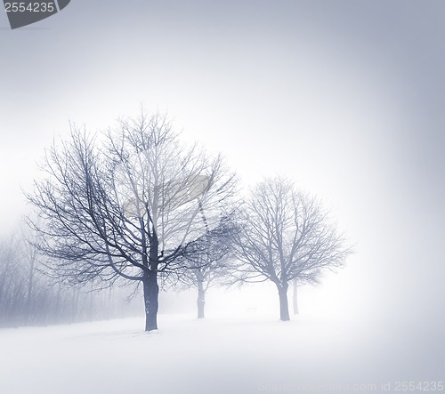 Image of Winter trees in fog