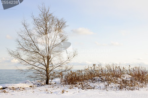 Image of Winter shore of lake Ontario