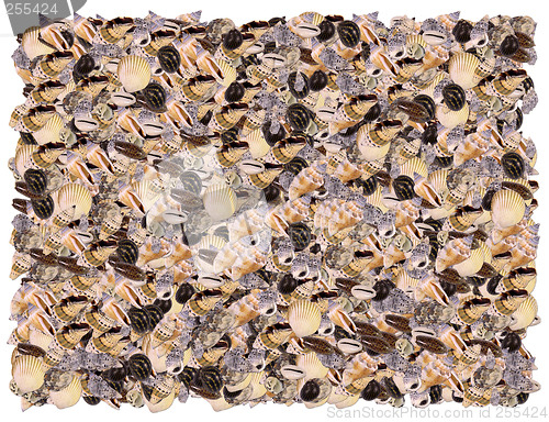 Image of Seashells background. From The Nature background series