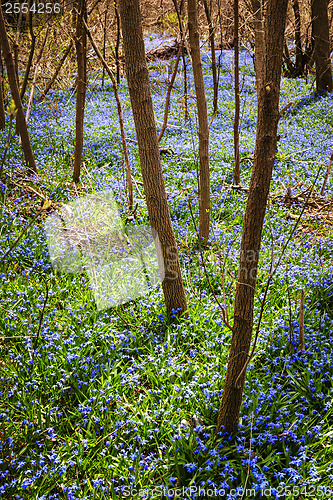 Image of Spring meadow with blue flowers glory-of-the-snow