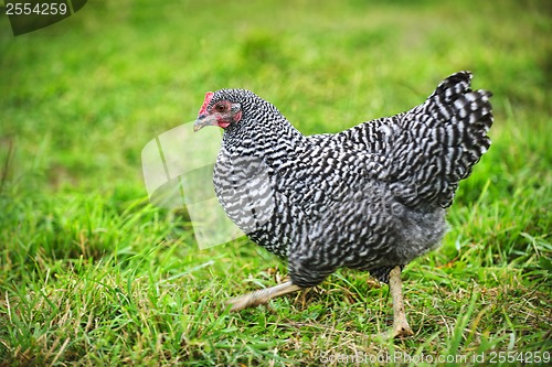 Image of Chicken walking on green pasture