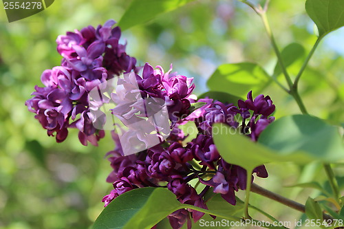 Image of branch of a lilac
