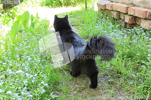 Image of black cat going for a walk