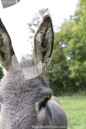 Image of detail of donkey outdoors