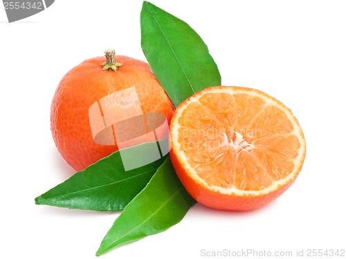 Image of Tangerines