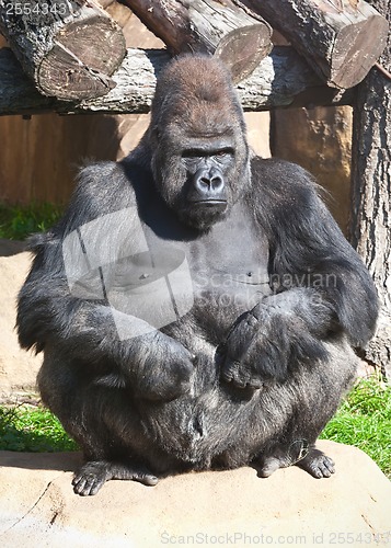 Image of Gorilla