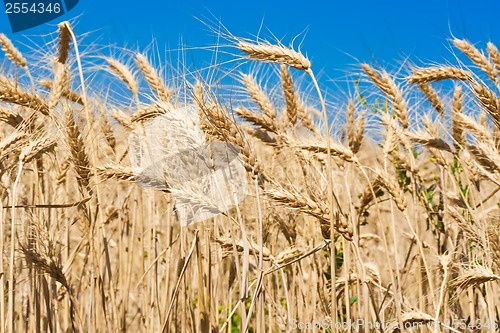 Image of Wheat field