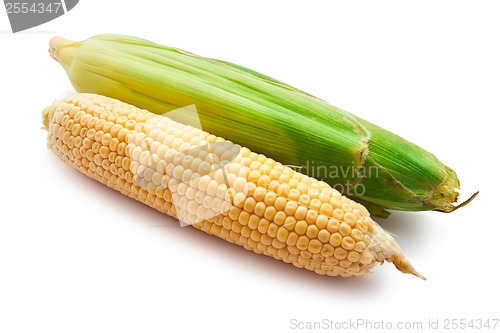 Image of Corn