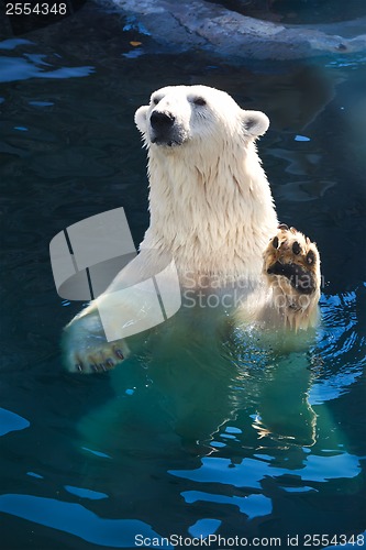 Image of Polar bear