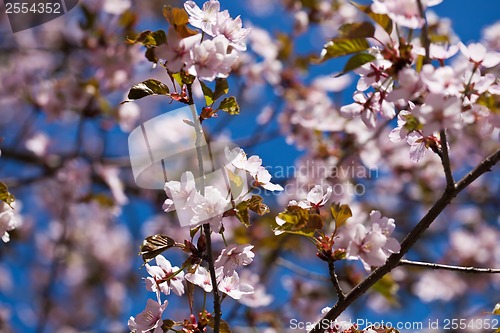 Image of Cherry blossom
