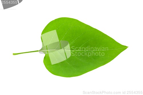 Image of Green leaf