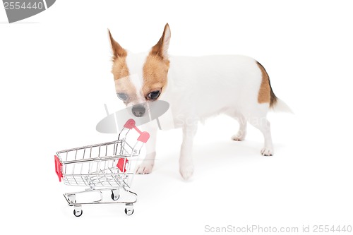 Image of Sad Chihuahua with empty shopping cart