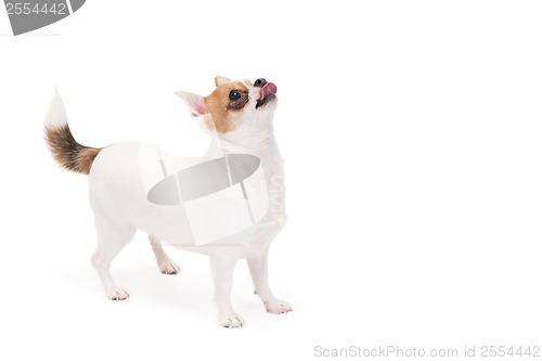 Image of Playful Chihuahua