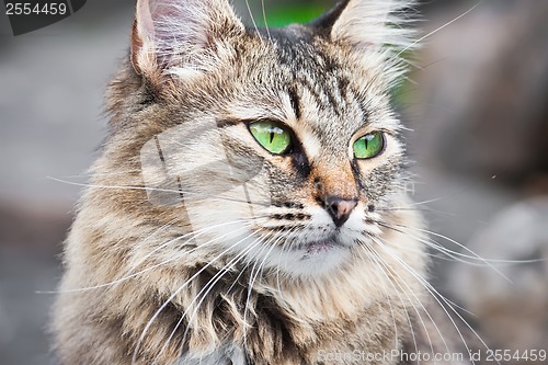 Image of Cat