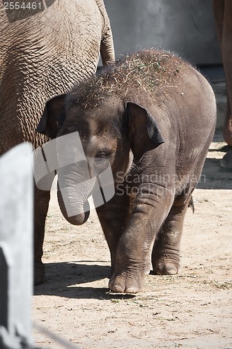 Image of Elephant