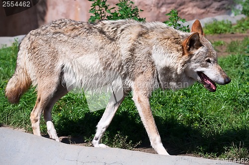 Image of Wolf