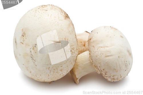 Image of Champignon mushrooms