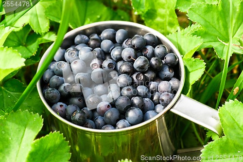 Image of Bilberries