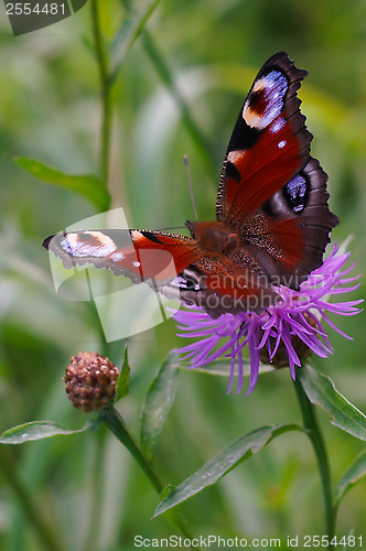 Image of Peacock butterfly on a flower meadow cornflower