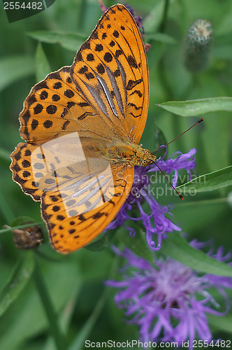 Image of Argynnis butterfly on a flower meadow cornflower