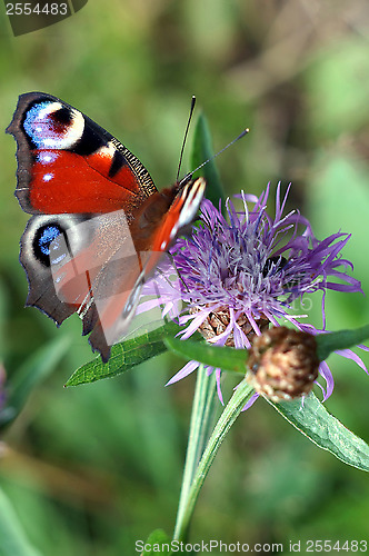 Image of Peacock butterfly on a flower meadow cornflower