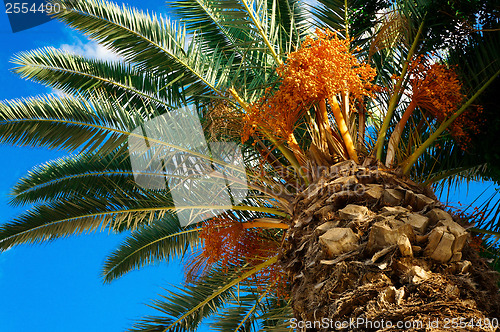 Image of Palm tree with fruits on a background of azure sky