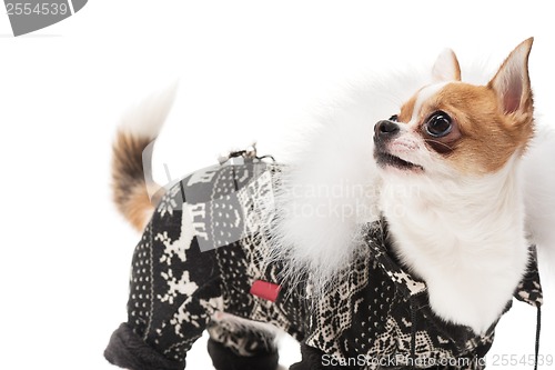 Image of Funny dog wearing wearing winter outfit