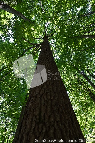 Image of Green forest