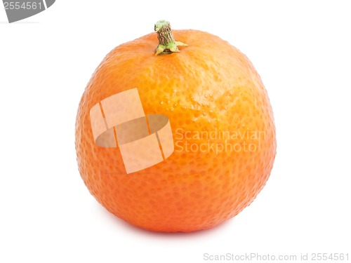 Image of Tangerine
