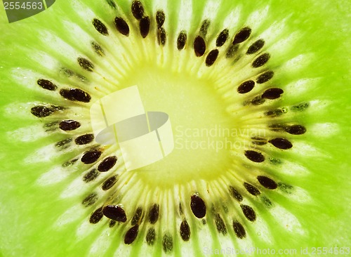 Image of Kiwi